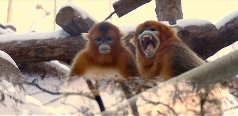 Zoo, Animal, Nature, Cute, Zoo Animals, Wildlife, Funny