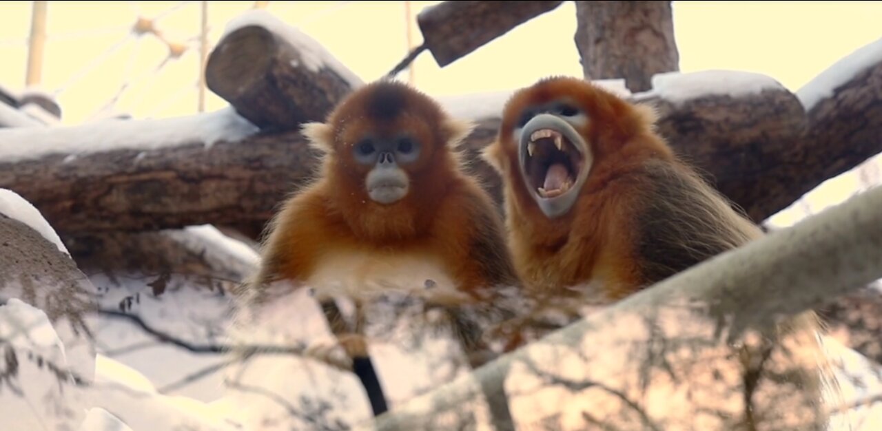 Zoo, Animal, Nature, Cute, Zoo Animals, Wildlife, Funny