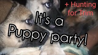 It's a Puppy Party + Hunting for Trim - Ann's Tiny Life