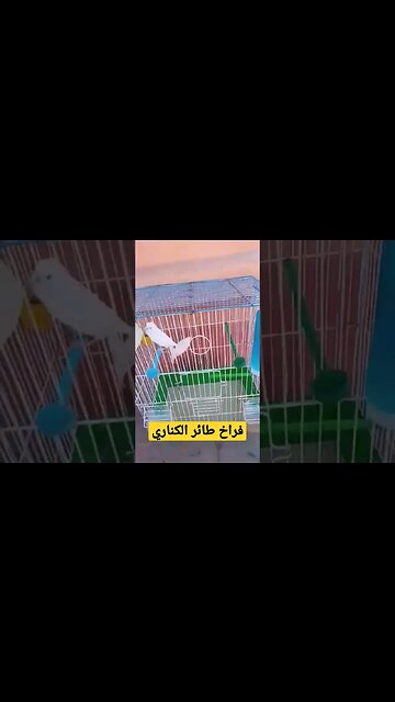 فراخ طائر الكناري