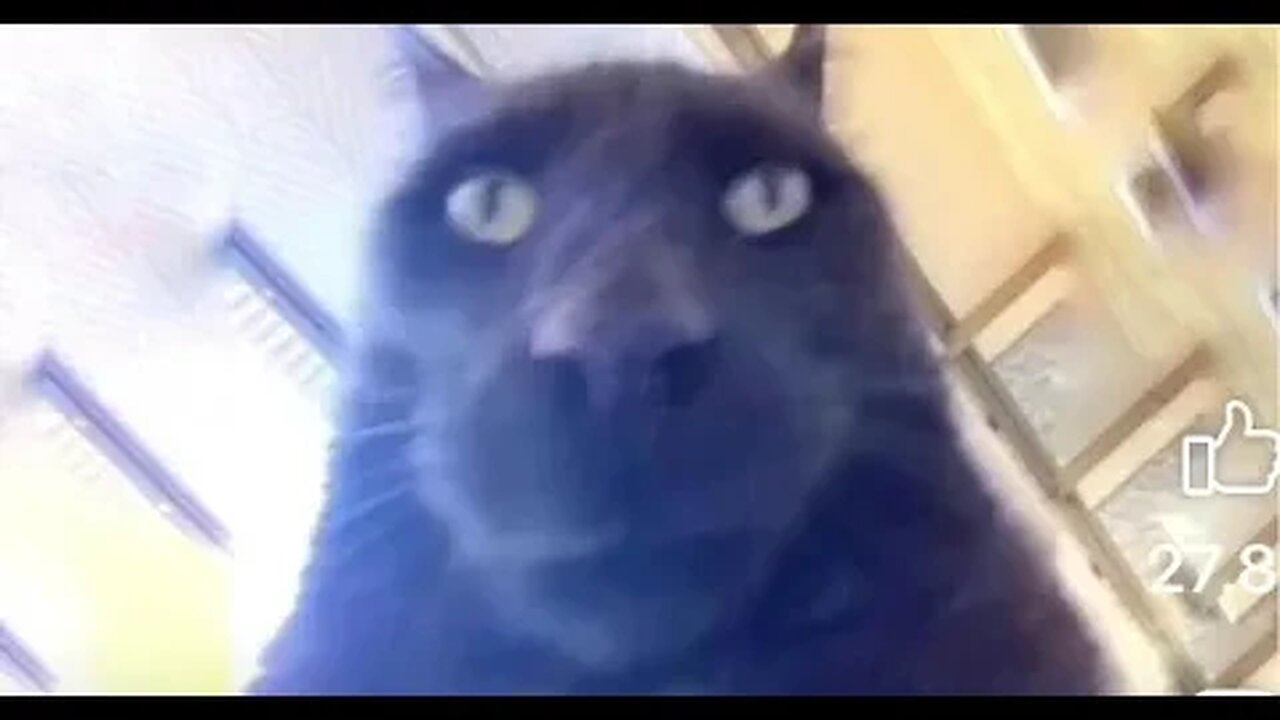 When The Cat Steals The Live Zoom Camera 😂😂😂 #FunnyCat