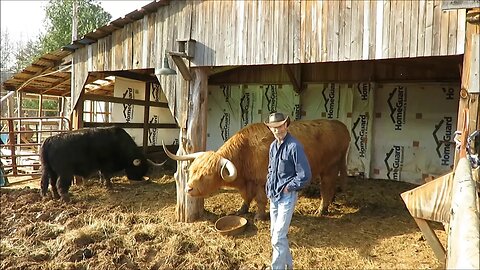 cowscaping pt 1