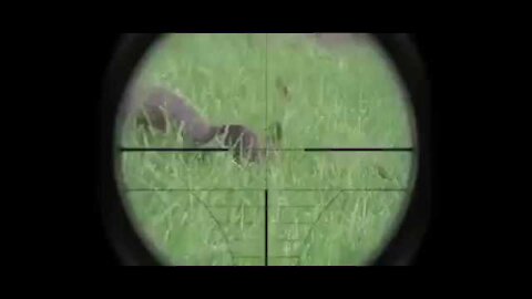 Shooter dog funny video