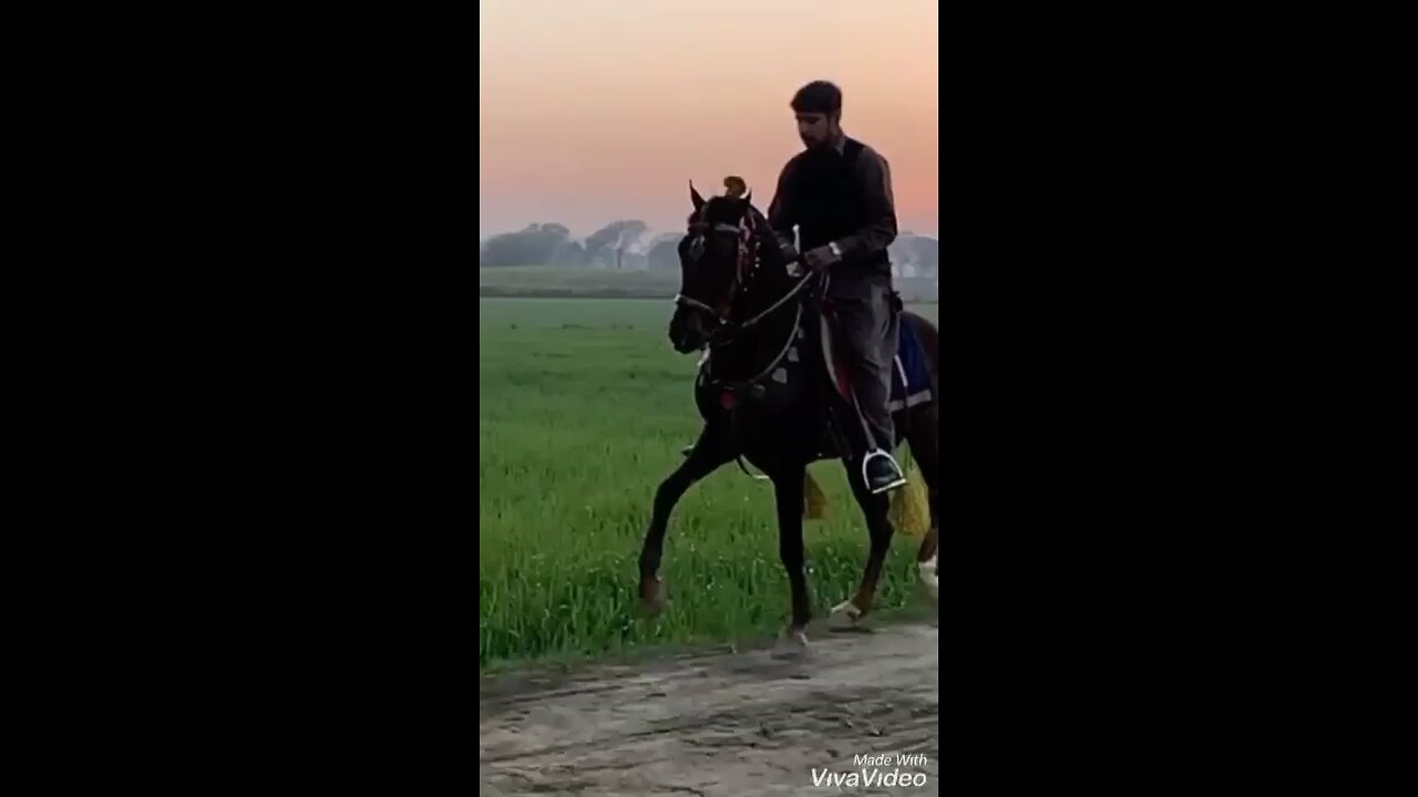 Beautiful horse