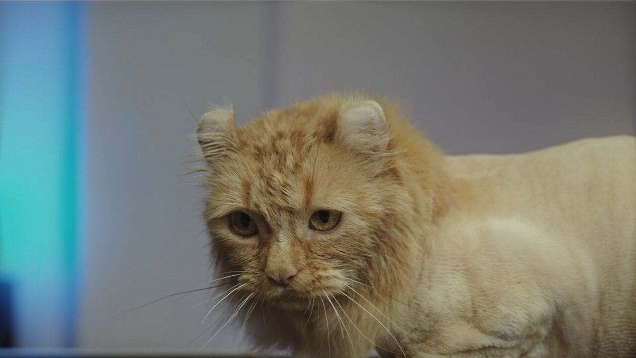 A cat hair cutting Like a Lion hair style