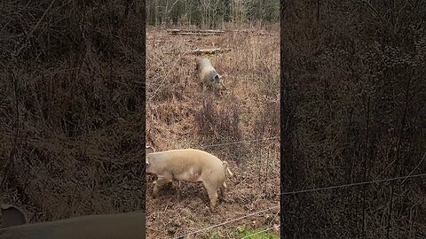 Pigs rooting and one gets shocked by the fence! ⚡️⚡️ @UncleTimsFarm #kärnəvór