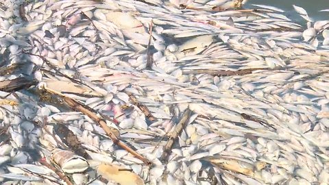 Why are there thousands of dead fish in the Cuyahoga River?