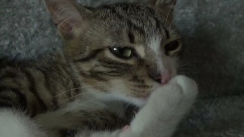 Cute Little Cat Washes His Toe Beans Before Sleep