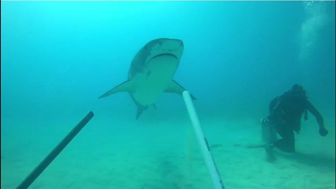 Shark diving