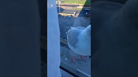 birds want a good feed at hotel