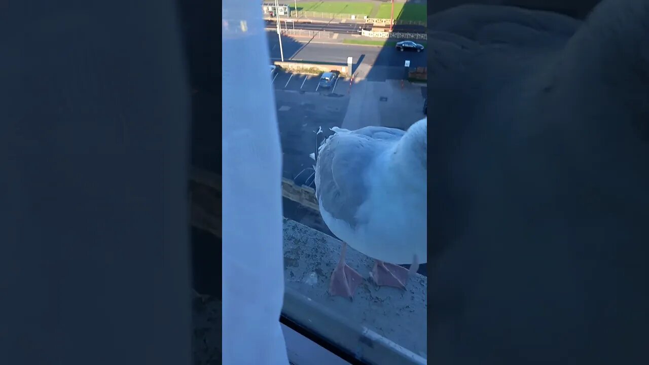 birds want a good feed at hotel