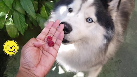 MY DOG THOR DO NOT WANT RASPBERRY