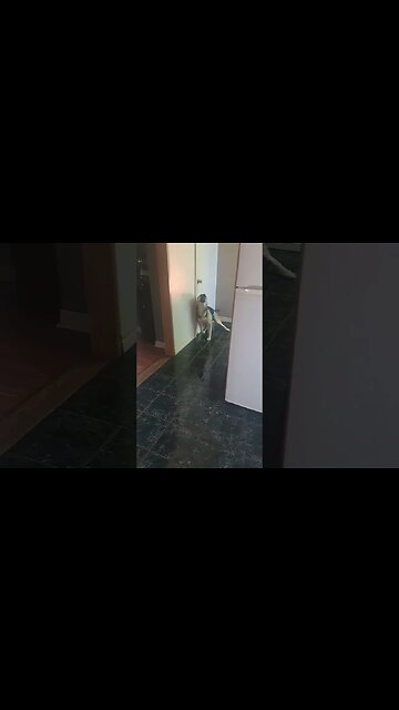 Husky Mix Has Epic Meltdown #shorts #doggo #dogmemes