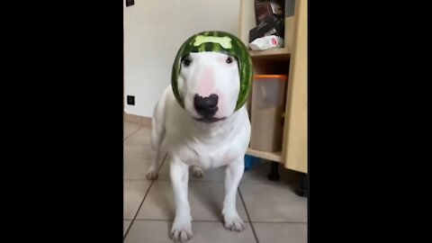 watermelon helmet puppy