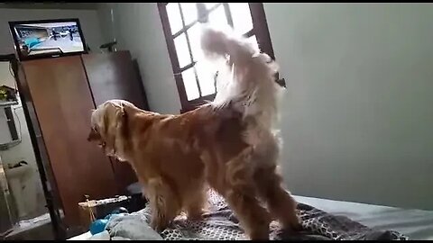 #dogsgow , #animals , #dogs