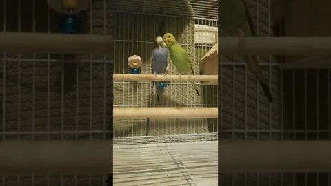 Budgies More Than A Feeling Too Cute! 💘 #shorts #budgies #youtubeshorts #animallover #parakeets