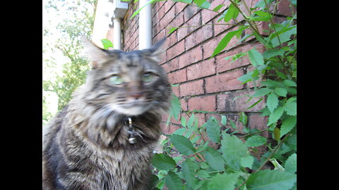 Friendlys walk - Friendly the Maine Coon adventures!