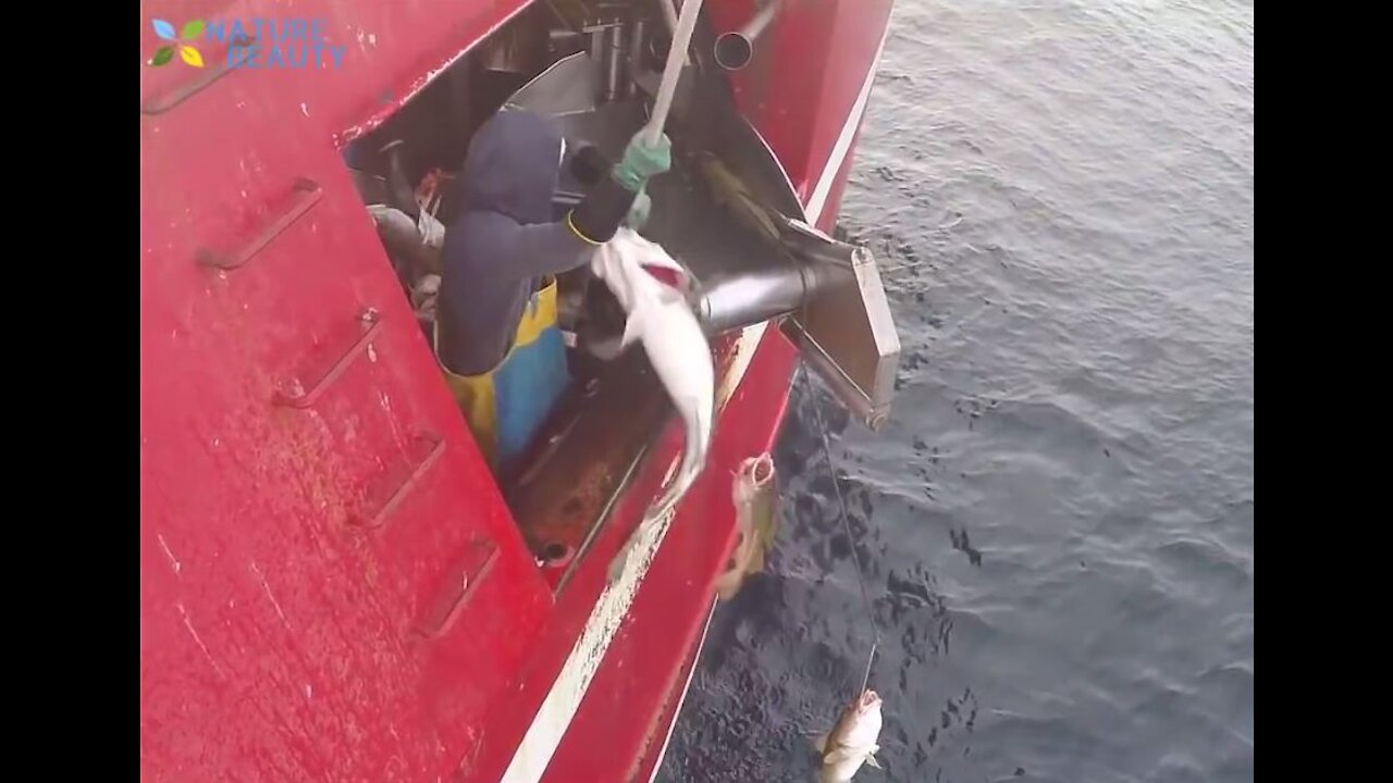 Amazing Automatic Lines, Catching and Processing Fish Right on Ship