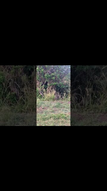 THEY’RE SO CUTE! WHAT IS HAWAI’I’S STATE BIRD? WATCH 🐚🏄‍♀️FOR THE NAME