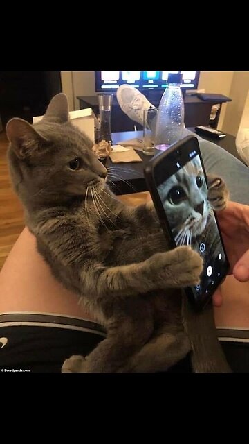 Adorable Cats and Their Quirky Behaviors! 🐱✨