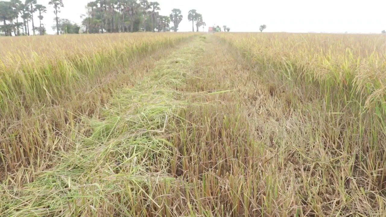 Harvesting rice