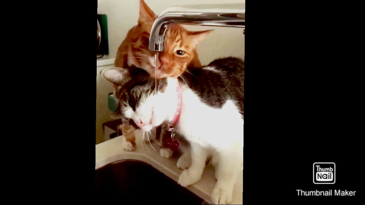 Rumble:Watch the cat shoot Two people drinking water from a tape