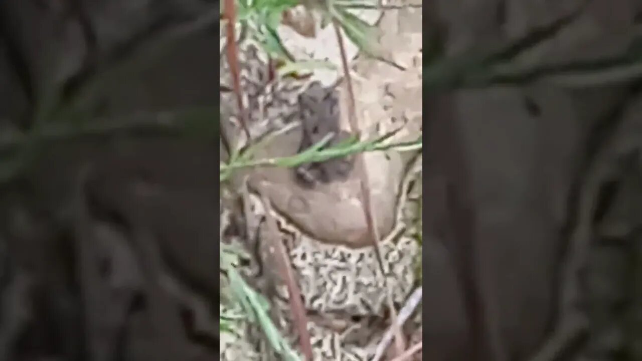 What are these Lil Frogs called?