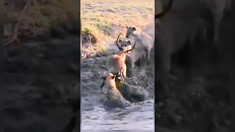 Gazelle stuck in mud surrounded by Hyenas