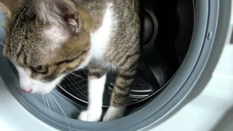 A Cat in the Washing Machine