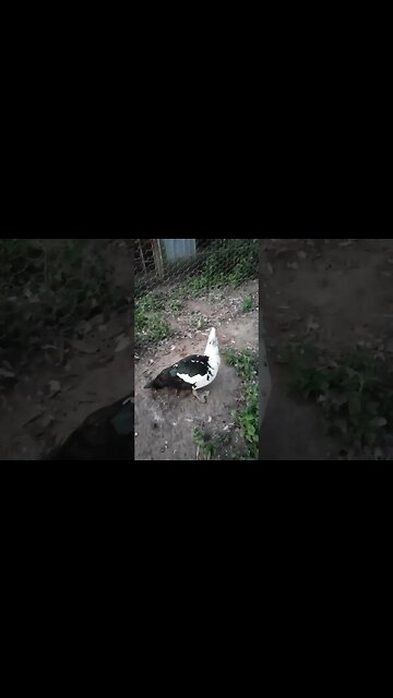 Good Evening DM, feathers are looking nice now , he has finished moulting