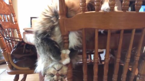 Watch these Cats Do Crazy Stuff,Very Cute and Funny.