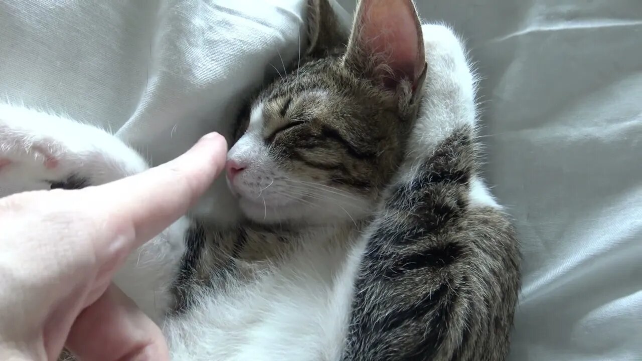 Can't Stop Touching the Kitten's Little Nose