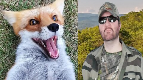 DixieDo Fox Says HeHe Hello! (SaveAFox) REACTION!!! (BBT)
