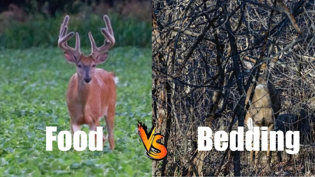 Do deer prefer food or bedding?