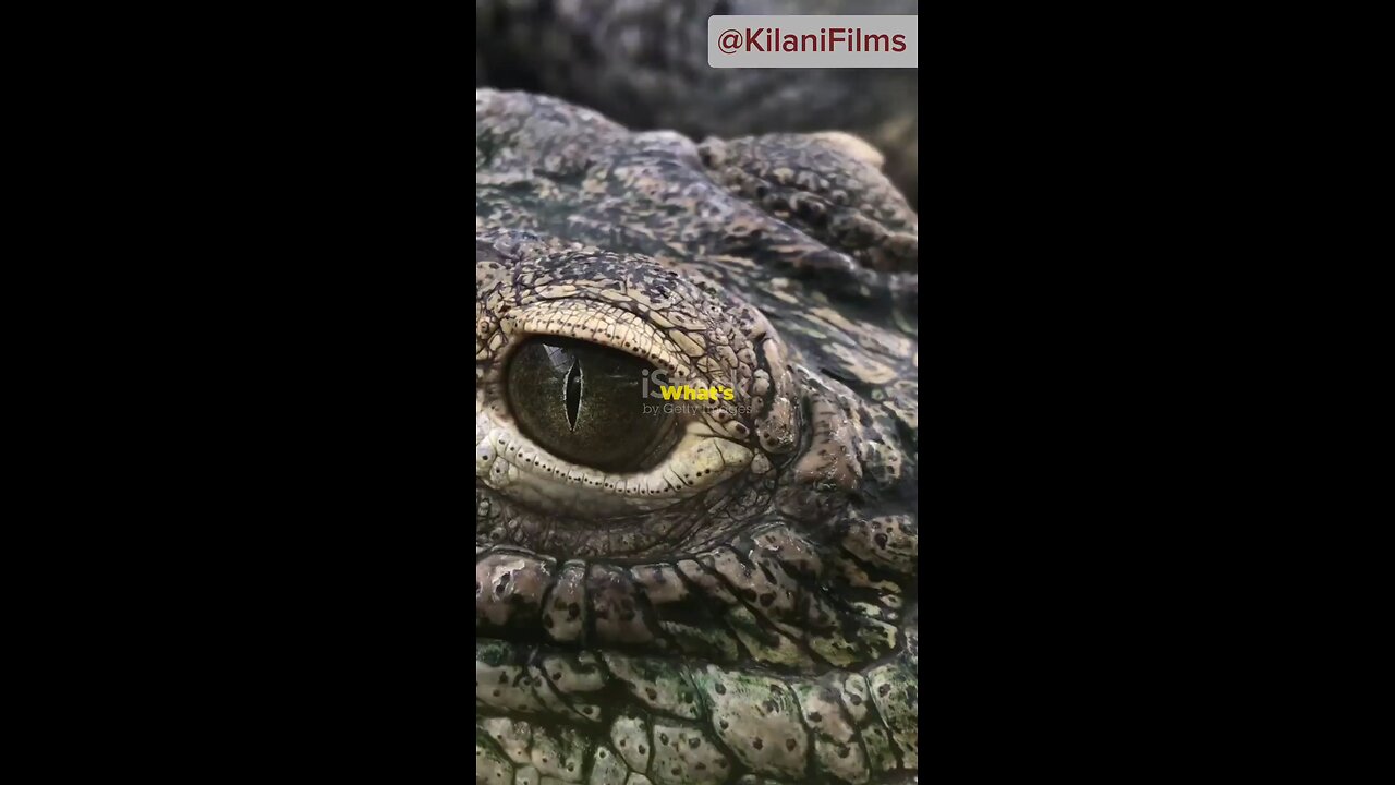 Let's Talk Alligators!