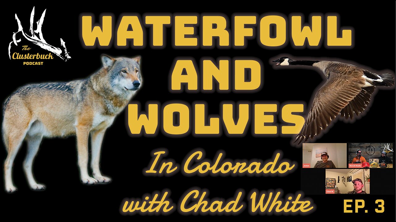 Wolves and Waterfowl. Public land duck/goose hunting strategies in Colorado.