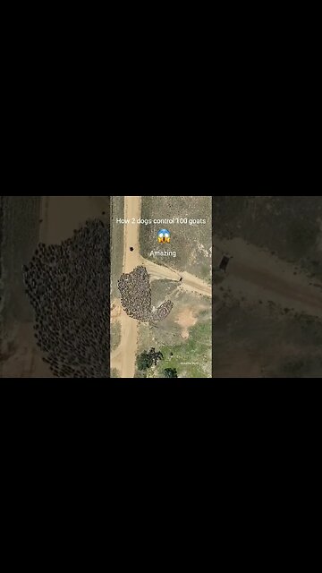 Amazing Goat Control 😱😱 #animal #dog #viral