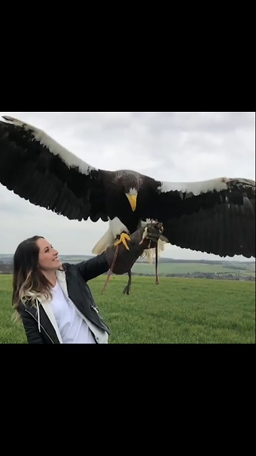 Look At The Size Of This Eagle