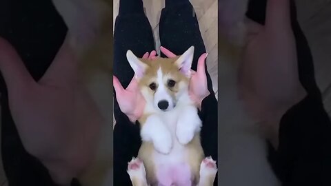 🤣 Try Not To Laugh 🤣 Funny Animal 🐶 Dog & Cat 😻 #shorts6