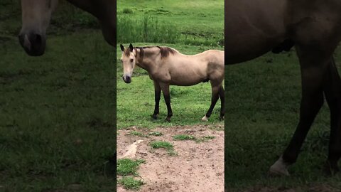 Super Fastest Horse on the Planet. Calling Arthur the Rescue Horse for Dinner.