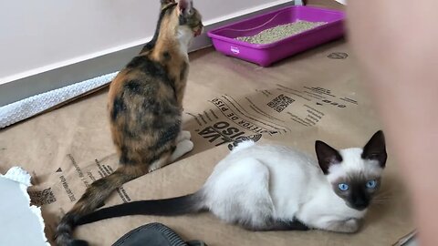 COMPORTAMENTO DOS GATOS: 5 fatos para entendê-los melhor!!!