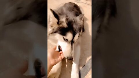 #dog #pets