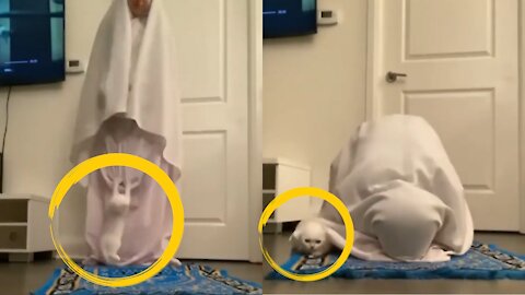 Cute cat asking master's attention while praying
