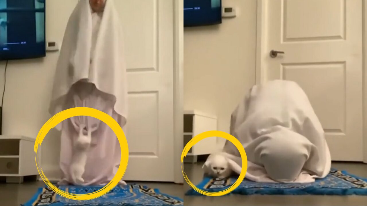 Cute cat asking master's attention while praying
