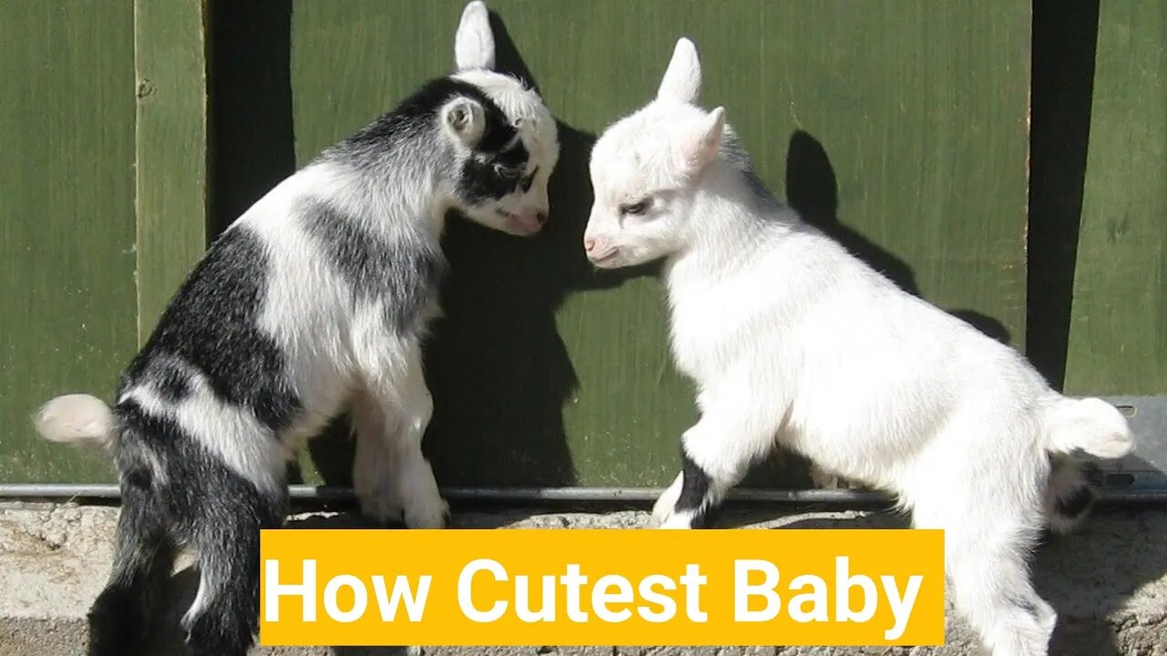 suddenly my kid goats came to me lovingly || Sxanimals