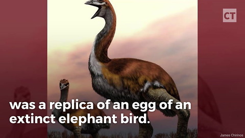 Museum Staff Thought They Had a Model Egg, Then Someone Thought to Look Again