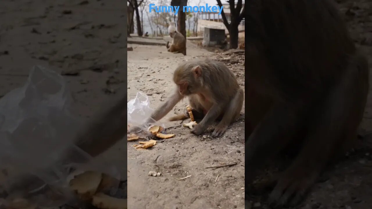 funny monkey, 😂😂😂