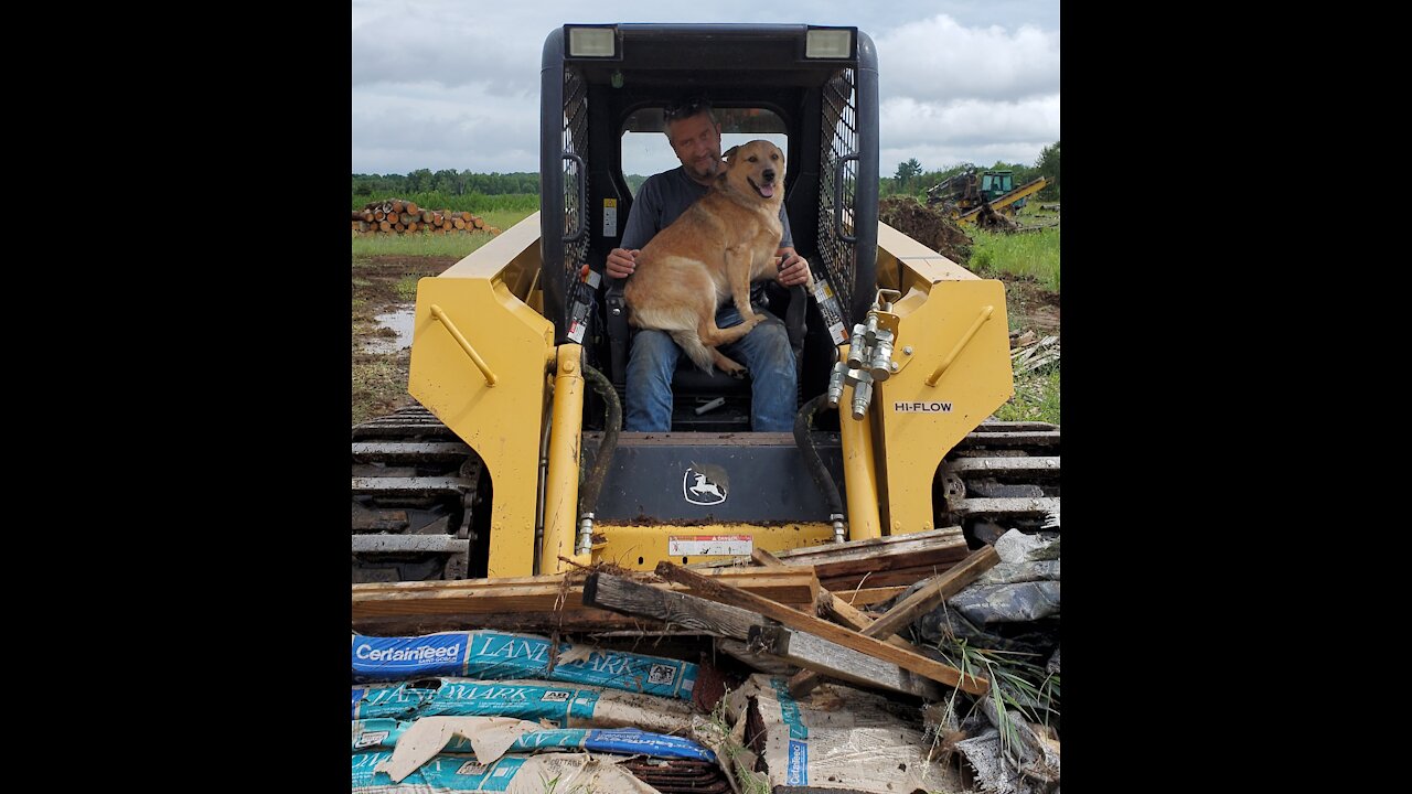 Cattle dog joins owner for a day of work in a skidsteer