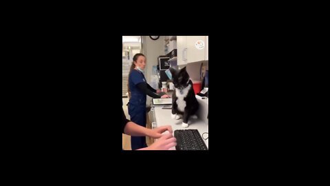 Cat funny videos