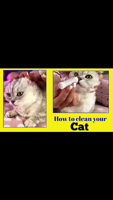 How to clean | your cat | cat, Entertainment,